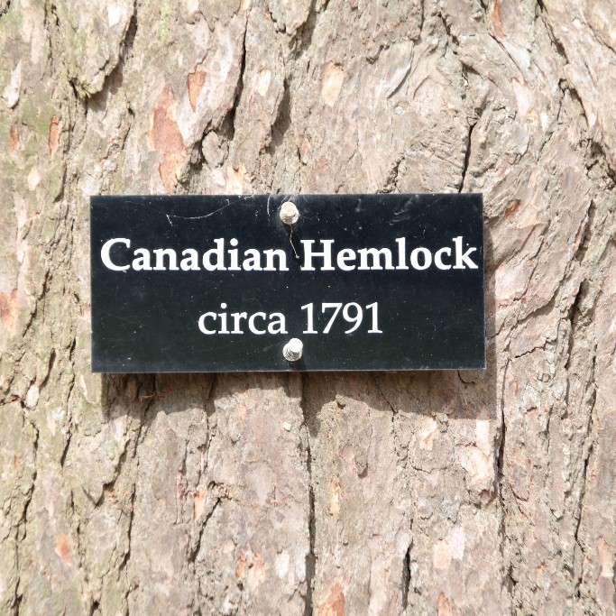Canadian Hemlock